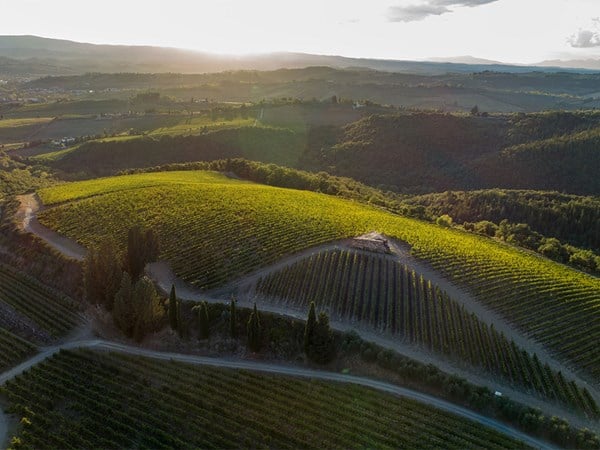 Aerial view of a lush, sunlit vineyard nestled in rolling hills, with neatly lined rows of grapevines and a winding dirt path under a serene, expansive landscape.