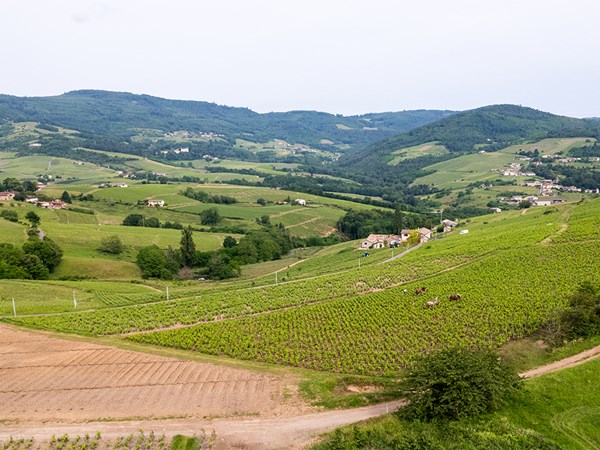 A picturesque landscape of rolling green hills is dotted with vineyards, small houses, and patches of farmland, nestled against a backdrop of forested mountains. The serene countryside captures the essence of rural tranquility, likely in a wine-growing region.