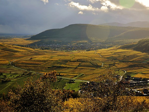 A golden-hued vineyard stretches across rolling hills under a dramatic sky, with a quaint village nestled in the valley, bathed in soft, dappled sunlight.